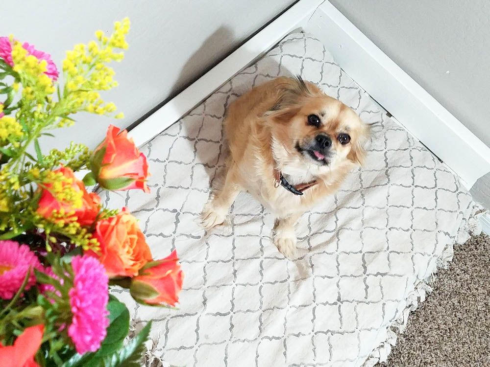 Homemade Dog Bed Project DIY Waterproof Pallet Bed